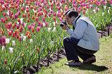 Tulip Shooter_16063